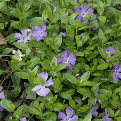 Common Periwinkle, 1 Gal.