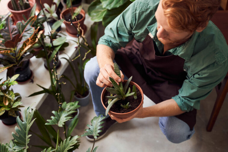 Male plant seller holding potted plant.