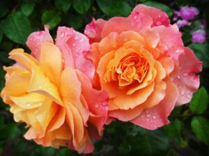 Beautiful multi colored rose