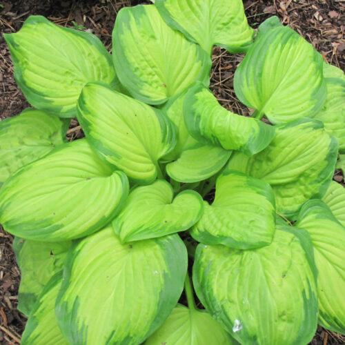 Stained Glass Hosta, 1 Gal