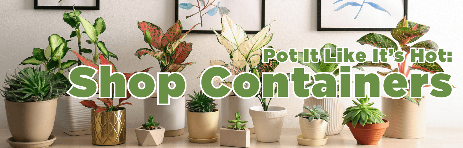 Pot It Like It's Hot! Shop Containers