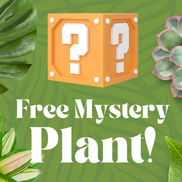 Free Mystery Plant