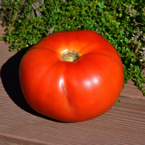Park's Whopper Tomato, Live Plant, 4 Pack in 4" Pot