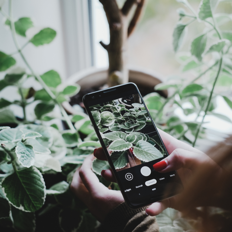 woman taking a picture of a plant
