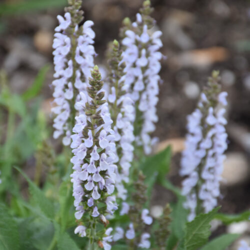 Perfect Profusion Meadow Sage, 1 Gal.