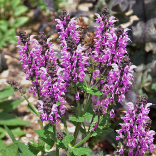 Proven Winners® Color Spires® Back to the Fuchsia Sage, 1 Gal