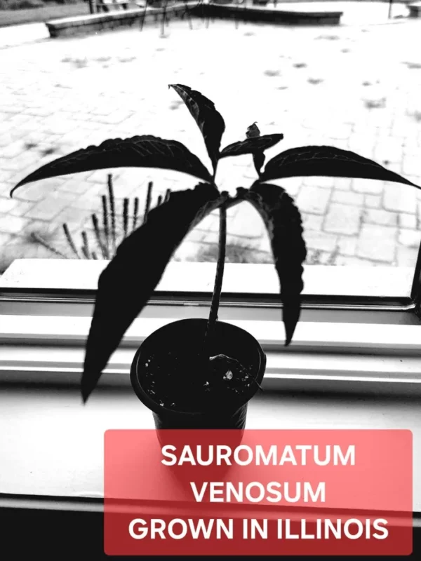 plant name and silhouette