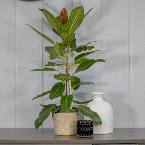 Proven Winners® leafjoy® Chandelier™ Happiness™ Ficus, 7" Pot - FREE SHIPPING