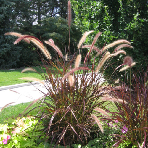 Purple Fountain Grass, Live Specialty Annual Plant, 5 in. Pot, 4 Pack