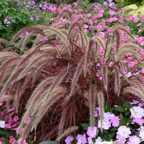 Fireworks Fountain Grass, Live Specialty Annual Plant, 5″ Pot, 4 Pack