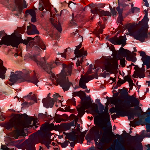 Forever® Red Coral Bells, 1 Gal