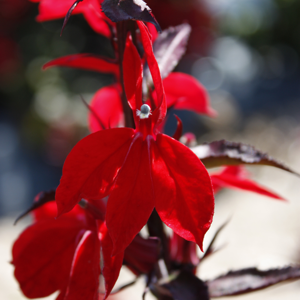 Starship™ Scarlet Bronze Leaf Lobelia, 1 Gal | Ship My Plants