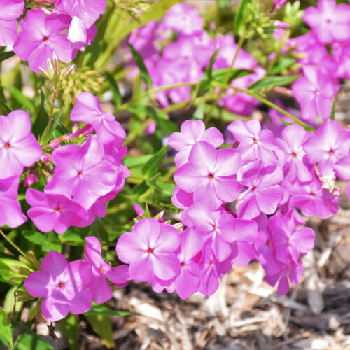 Proven Winners® Opening Act Ultrapink Phlox, 1 Gal