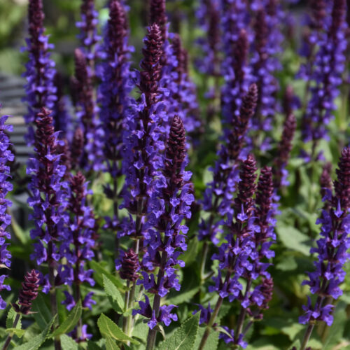 Proven Winners® Salvia Violet Profusion, 1 Gal
