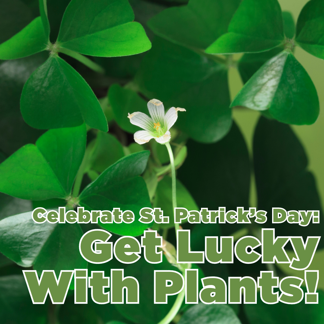 Celebrate St. Patrick's Day, Get Lucky With Plants!