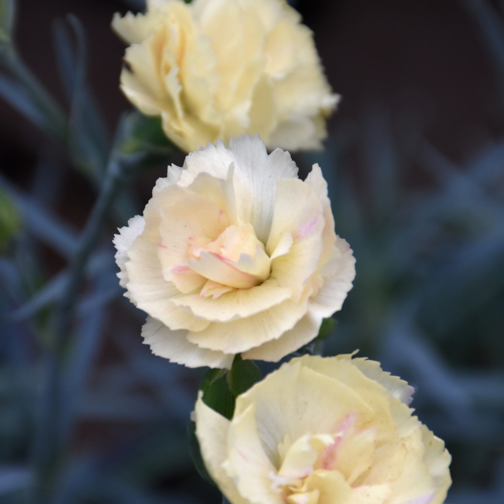 Cream colored Dianthus