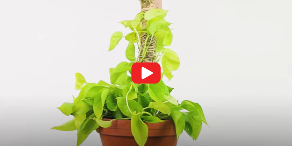 The Original Bendable Moss Pole from Mossify in a Pothos plant