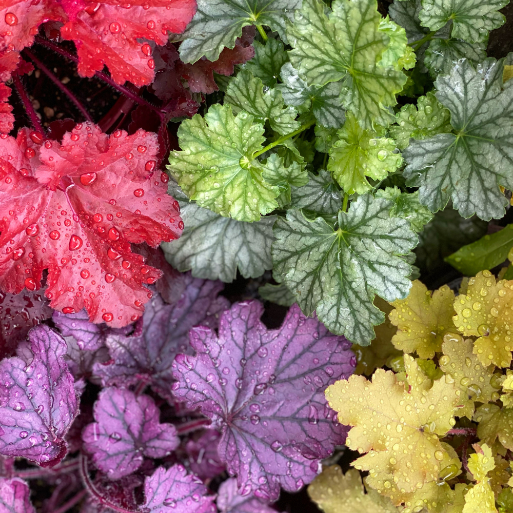 colorful coral bells