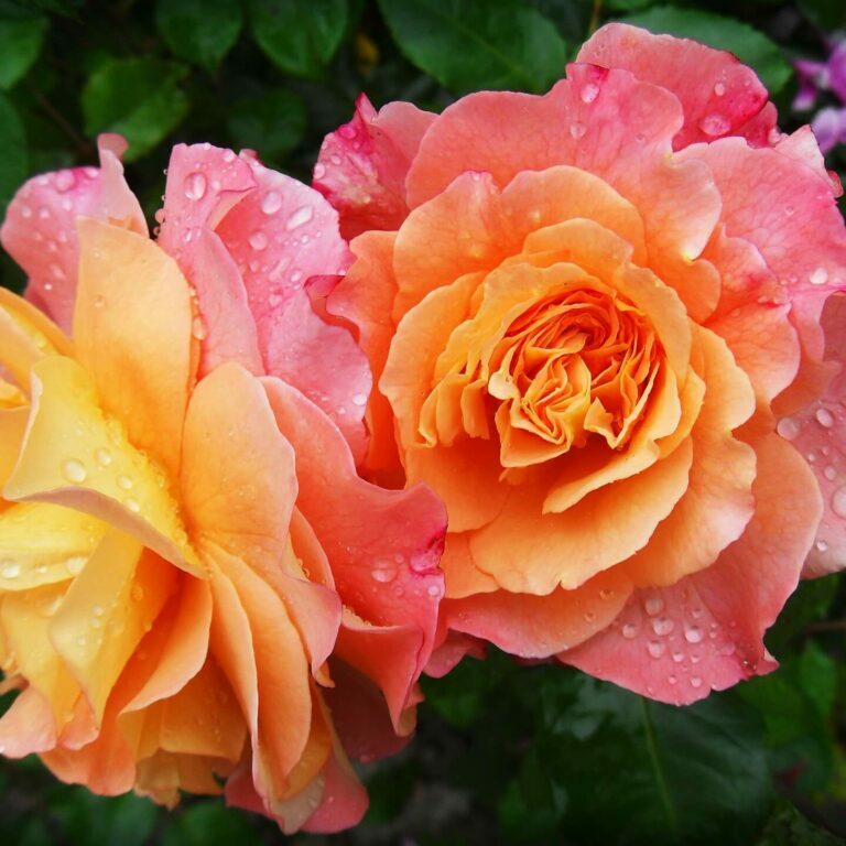 Beautiful multi colored rose