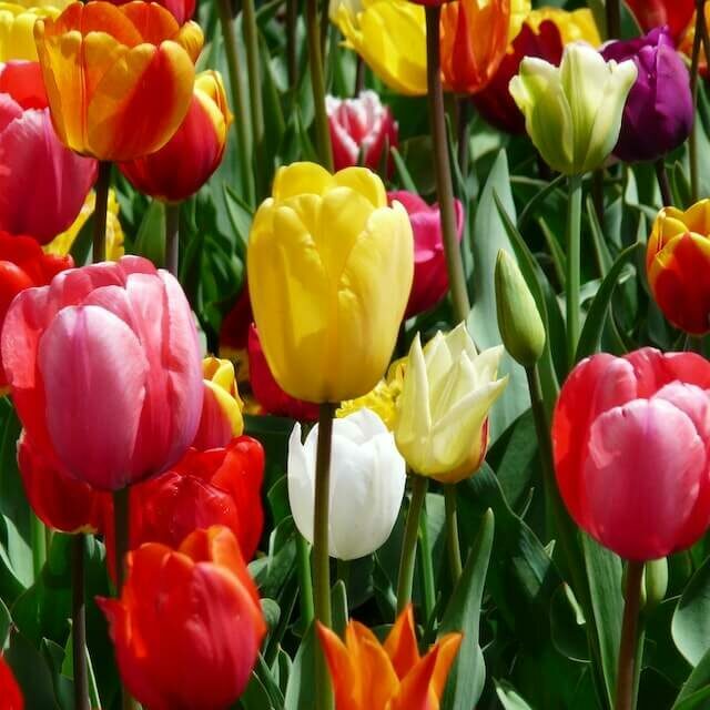 beautiful multi colored tulips