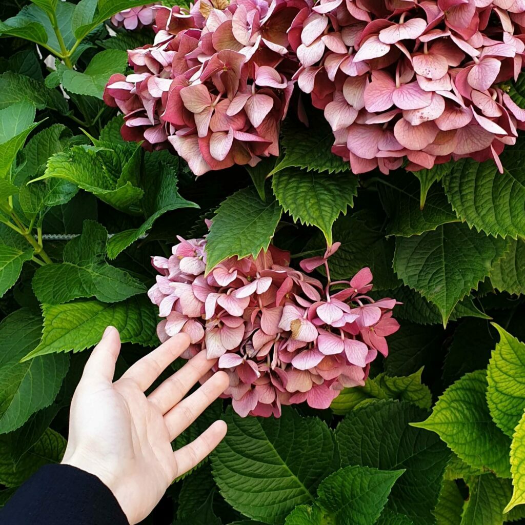 Hand reaching out to pink hydrangea blooms.