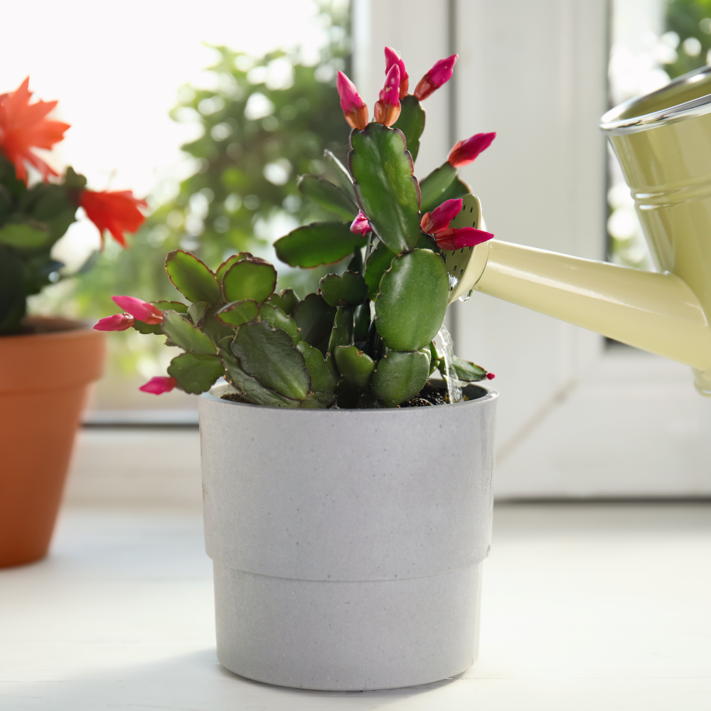 A pink Christmas Cactus being watered
