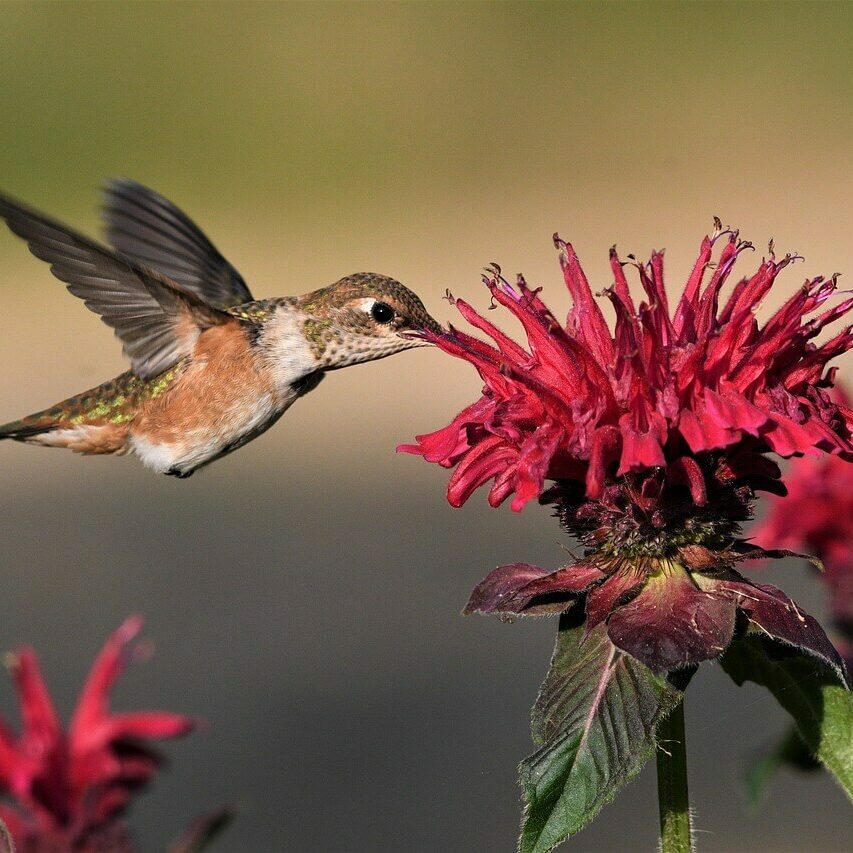 hummingbird feeding on a bee balm
